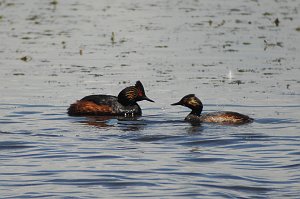 Grebe, Eared, 2010-06293542 Arapaho NWR, CO